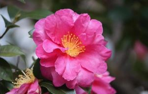 長居公園の植物園にサザンカロード