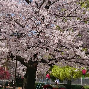 桃谷公園（桜）