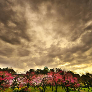 vol.1 最優秀作品賞・上町台地パンフ賞「夕暮れの大阪城梅林」笠井忠（第16回夕陽丘うえまち写真コンテスト）