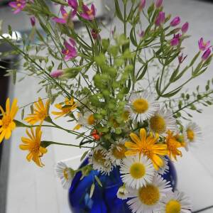 本日の「上町台地の野花」