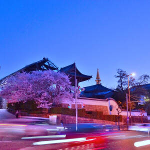 vol.3 一心寺賞「蒼き刻　花も朧に　溶け込んで（あおきとき　はなもおぼろに　とけこんで）」栗原正隆（第16回夕陽丘うえまち写真コンテスト）
