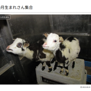 天王寺動物園の9月うまれさん♪