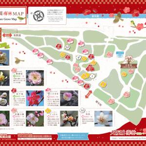 大阪城 梅林MAP 2024