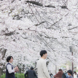 vol.12 青春賞「桜の空」本池若菜（第16回夕陽丘うえまち写真コンテスト）