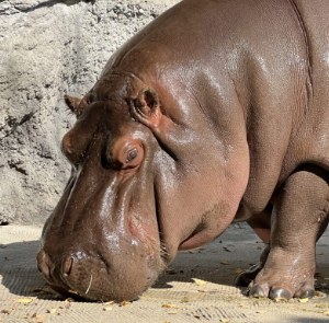 天王寺動物園、カバのゲンちゃん、メスと判明