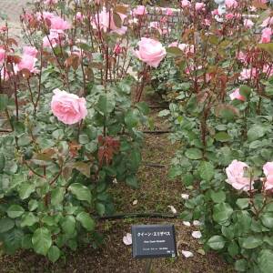 長居植物園で春のローズウィーク開始♪