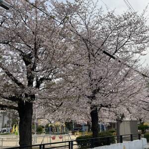 桜名残、来年も楽しみに！～知られざるうえまち台地の桜もあります