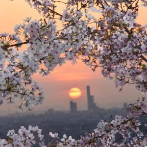 vol.24 特別賞「夕桜よりハルカス高層ビルを望む」川根一雄（第17回夕陽丘うえまち写真コンテスト）